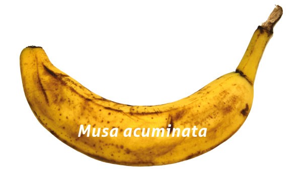 Banane du commerce.