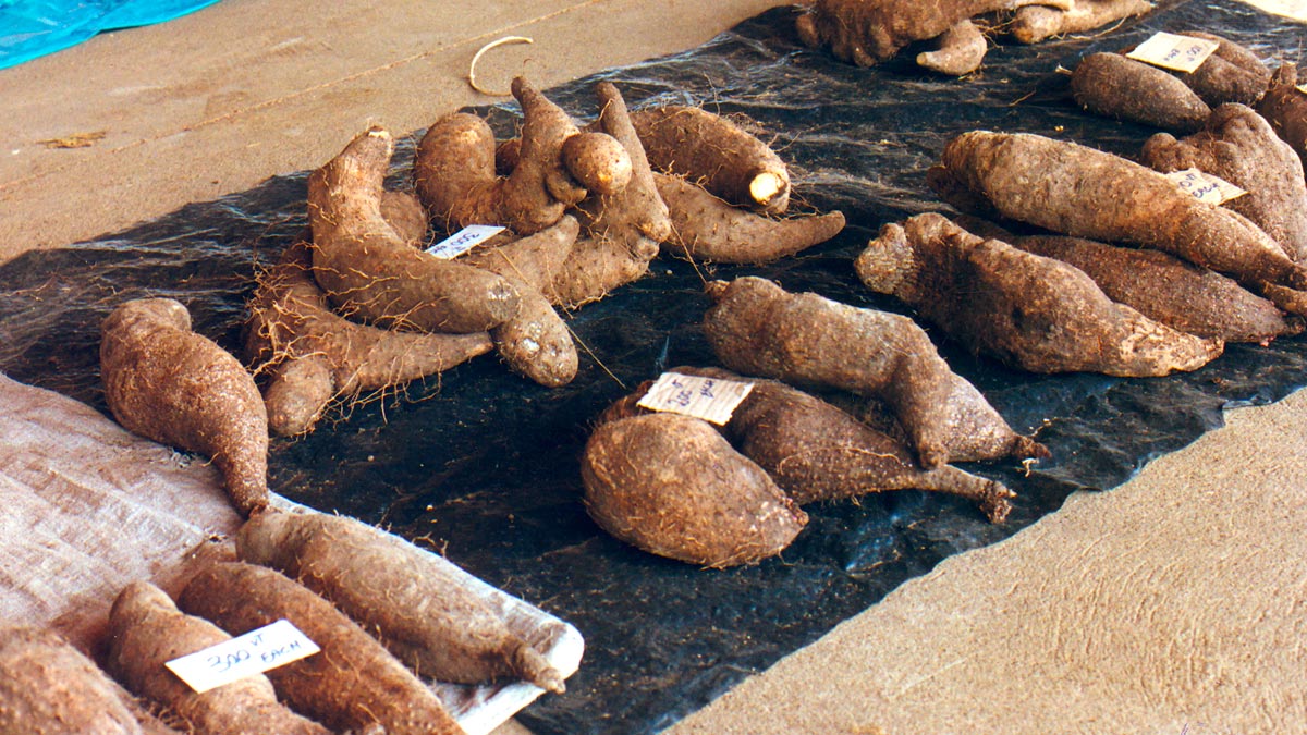 L’igname du futur : que fait la recherche ? | Des Plantes et des Hommes