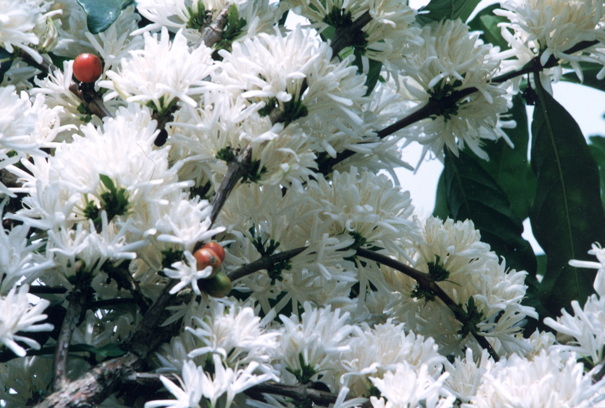 Floraison d'un caféier hybride de Coffea liberica et Coffea canephora.