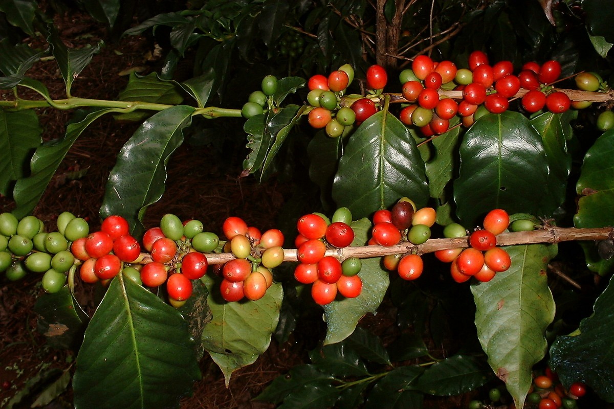 Fructification du caféier Le Roy (Coffea arabica variété laurina ou Bourbon pointu) à Farino en Nouvelle Calédonie.