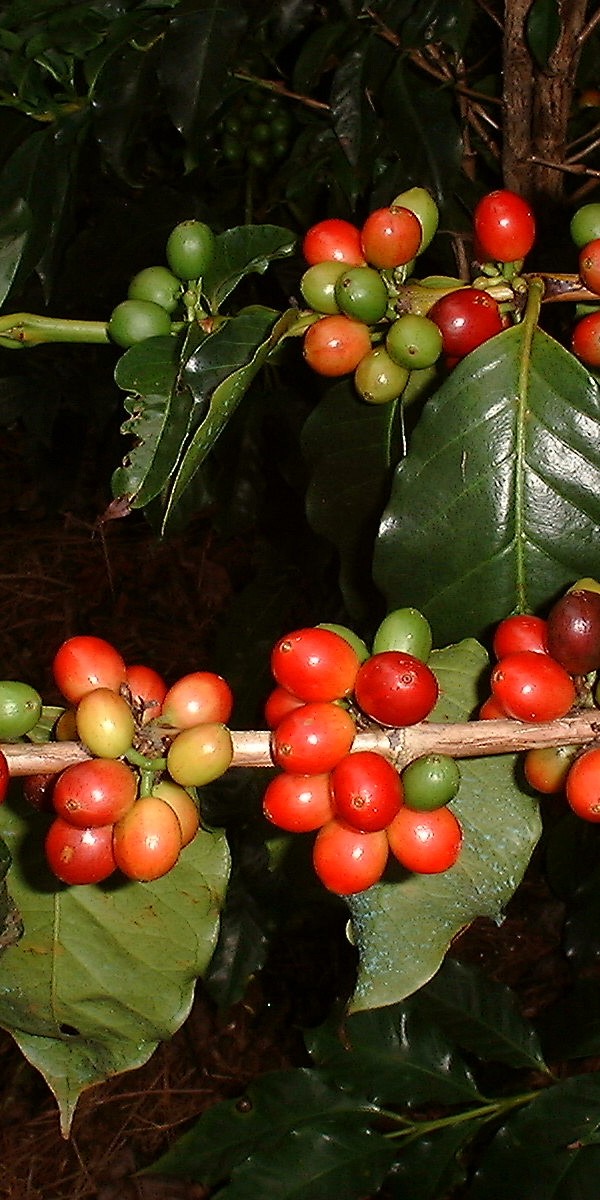 Fructification du caféier Le Roy (Coffea arabica variété laurina ou Bourbon pointu) à Farino en Nouvelle Calédonie.