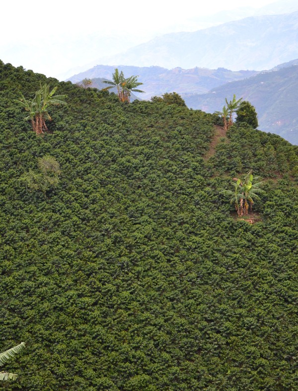 Plantation de caféiers Arabica en association avec des bananiers dans la région de Chinchina (Caldas).
