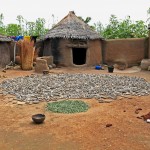 Séchage et récolte du mil et du sorgho dans la cour d'une concession. Nalongue (canton de Nadjoundi, près de Dapaong).