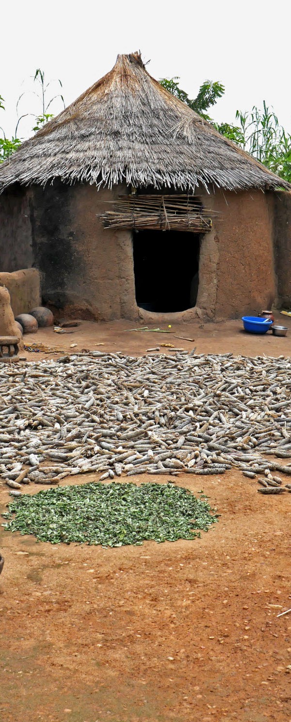 Séchage et récolte du mil et du sorgho dans la cour d'une concession. Nalongue (canton de Nadjoundi, près de Dapaong).