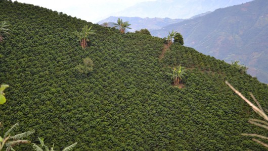 Plantation de caféiers Arabica en association avec des bananiers dans la région de Chinchina (Caldas).